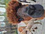 Lieve alpaca hengst danny van 2022, Dieren en Toebehoren, Juni, Mannelijk