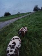 Super mooie bonte ooi, Dieren en Toebehoren, Schapen, Geiten en Varkens, Vrouwelijk, Schaap, 0 tot 2 jaar