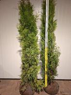 Thuja occ. 'Brabant' geknipte partij / conifeer, Tuin en Terras, Planten | Struiken en Hagen, Ophalen, Conifeer, 250 cm of meer