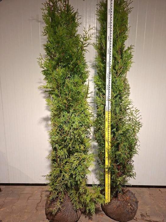 Thuja occ. 'Brabant' geknipte partij / conifeer, Tuin en Terras, Planten | Struiken en Hagen, Conifeer, 250 cm of meer, Ophalen