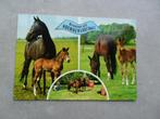 groeten uit Hoenderloo, paarden  1982, Verzenden, Gelopen, Drenthe