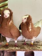 Prachtig koppel duiven, Dieren en Toebehoren, Vogels | Duiven