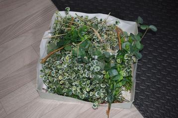 Doos vol kunsttakjes (+/- 30 stuks) beschikbaar voor biedingen