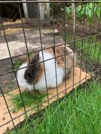 Gratis vrouwelijke konijntje (2jaar) + benodigheden, Dieren en Toebehoren, Konijnen, Vrouwelijk, Middelgroot, 0 tot 2 jaar