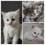 Maine Coon Kittens (100%) 2 Katertjes beschikbaar., Ontwormd, Meerdere dieren, 0 tot 2 jaar