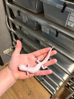 1.0 (Ms/ss) (g/sg) diablo blanco luipaardgekko, Hagedis