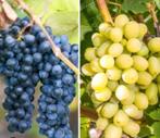 Gezocht   druivenplant  🍇🍇🍇, Tuin en Terras, Planten | Fruitbomen, Ophalen of Verzenden