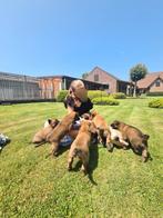 Puppy's mechelse herder, Dieren en Toebehoren, Honden | Herdershonden en Veedrijvers, België, Fokker | Hobbymatig, 8 tot 15 weken