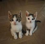 Kittens, Dieren en Toebehoren, Katten en Kittens | Raskatten | Korthaar, Poes, 0 tot 2 jaar