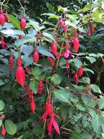 Winterharde fuchsia, Tuin en Terras, Planten | Tuinplanten, Vaste plant, Halfschaduw, Zomer, Ophalen