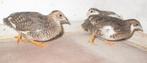 chinese dwergkwartels bont, Meerdere dieren, Overige soorten