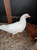 Leghorn hennetjes, Dieren en Toebehoren, Pluimvee, Vrouwelijk, Kip