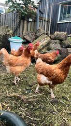 Soepkippen/ slachtkippen te koop, Dieren en Toebehoren, Pluimvee, Meerdere dieren, Kip