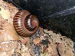 Archispirostreptus gigas reuzen miljoenpoot, Dieren en Toebehoren, Insecten en Spinnen, Overige soorten