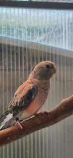 Bourkeparkiet, Dieren en Toebehoren, Vogels | Parkieten en Papegaaien, Geslacht onbekend, Parkiet