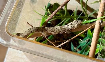 Eurydactylodes baby's beschikbaar voor biedingen