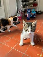 Kittens, Dieren en Toebehoren, Katten en Kittens | Overige Katten, Meerdere dieren, Kortharig, 0 tot 2 jaar