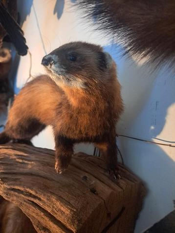 taxidermie taxidermy opgezette bunzing op blok hout  beschikbaar voor biedingen