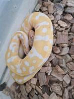 Te koop 1 jarige koningspythons, Dieren en Toebehoren, Reptielen en Amfibieën, Slang, Tam, 0 tot 2 jaar