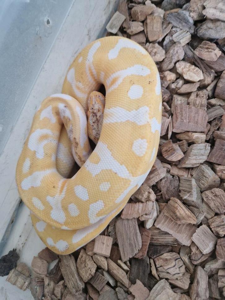 Te koop 1 jarige koningspythons Ball Python - unknown for sale from exotic joe