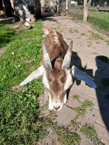 Te koop Toggenburgerbokje beschikbaar voor biedingen
