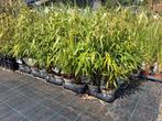 Fargesia rufa, niet woekerende bamboe planten €9,95 pst, Vaste plant, Siergrassen, Ophalen of Verzenden, Halfschaduw