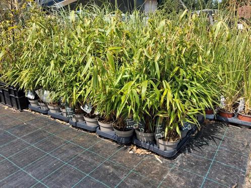 Fargesia rufa, niet woekerende bamboe planten €9,95 pst, Tuin en Terras, Planten | Tuinplanten, Vaste plant, Siergrassen, Halfschaduw