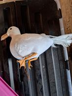 Decoratie/etalagemateriaal, Ophalen