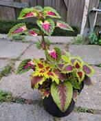 Coleus Siernetel Mix pot 5 Soorten🌈kamerplant🪴OPHALEN🪴, Ophalen, Overige soorten, Volle zon, Minder dan 100 cm