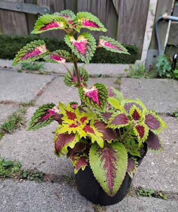 Coleus Siernetel Mix pot 5 Soorten🌈kamerplant🪴OPHALEN🪴 beschikbaar voor biedingen