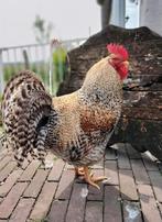 Jonge haan, kindvriendelijk. Zuiver ras, Bielefelder, Dieren en Toebehoren, Pluimvee, Mannelijk, Kip