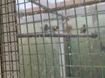 Kleine Cuba vinken, Dieren en Toebehoren, Meerdere dieren, Tropenvogel