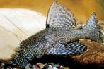 Tropische vissen gezocht., Ophalen, Nieuw, Leeg aquarium
