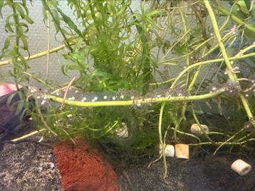 Axolotl eitjes beschikbaar voor biedingen