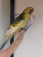 Geelbuik rosella bont pop, Vrouwelijk, Parkiet, Geringd