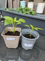 paprika geel, Zomer, Ophalen of Verzenden, Groenteplanten, Eenjarig