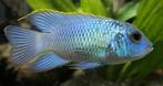 Electric blue acara, Dieren en Toebehoren, Vis