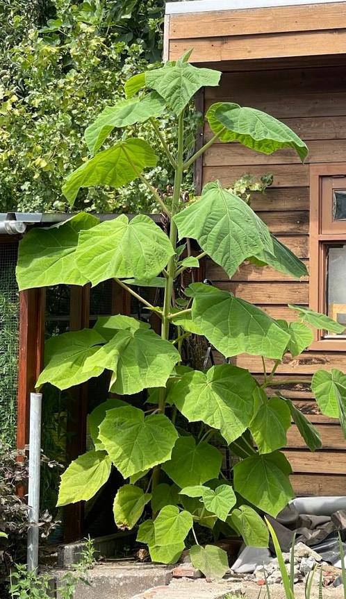 Anna Palownaboom diverse maten vanaf 3,50, Tuin en Terras, Planten | Bomen, Overige soorten, 100 tot 250 cm, Volle zon, Zomer