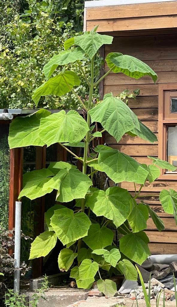 Anna Palownaboom diverse maten vanaf 3,50, Tuin en Terras, Planten | Bomen, Overige soorten, 100 tot 250 cm, Volle zon, Zomer