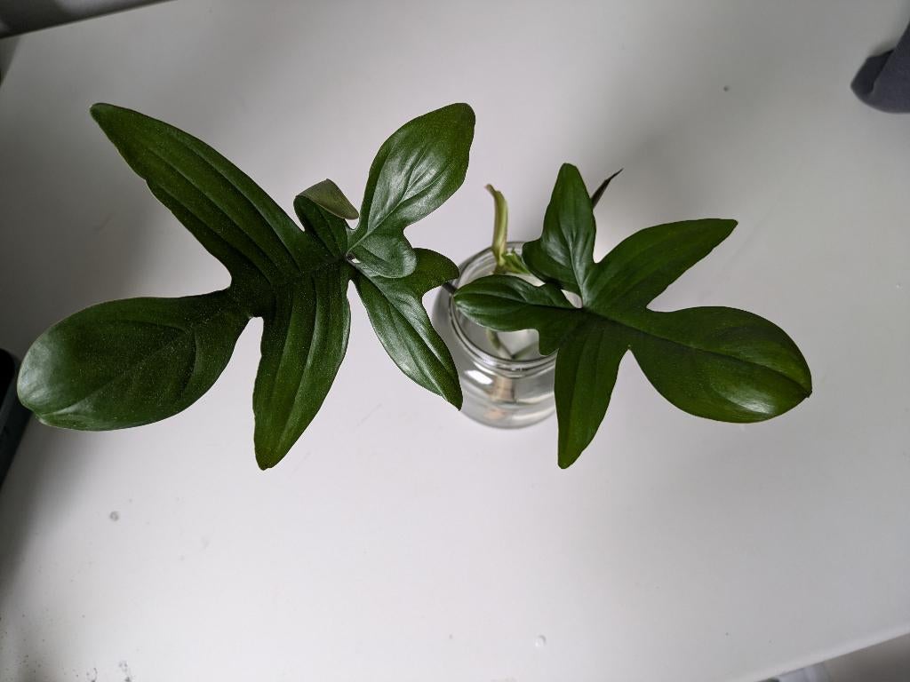 Philodendron Pedatum grote stek, Huis en Inrichting, Kamerplanten, Minder dan 100 cm, Halfschaduw, Ophalen of Verzenden