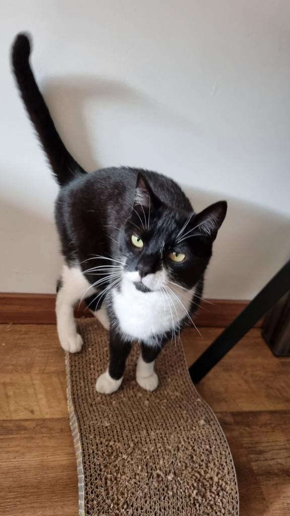 Lieve gecastreerde kater, Dieren en Toebehoren, Katten en Kittens | Raskatten | Korthaar, Kater