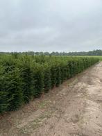 Wij grote voorraad Taxus baccata is diverse maten, Ophalen of Verzenden, Taxus