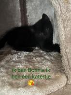 Lieve sociale kittens gewend aan kinderen en honden, Dieren en Toebehoren, Katten en Kittens | Overige Katten, Meerdere dieren