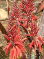 Aloë Secundiflora van herkomst Tanzania 30 cm schaal., Vetplant, Ophalen of Verzenden, In pot, Minder dan 100 cm