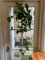 Small indoor plant, Huis en Inrichting, Kamerplanten, Ophalen, Overige soorten, Minder dan 100 cm