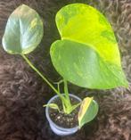 Monstera Deliciosa Yellow Marilyn, Overige soorten, Minder dan 100 cm, Groene kamerplant, Halfschaduw