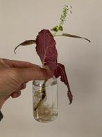 Coleus (Siernetel) Stekje, Ophalen, Halfschaduw, Minder dan 100 cm