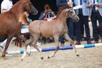 Welsh Sectie B (c pony) hengstveulen, Niet van toepassing, 0 tot 2 jaar, Hengst, C pony (1.27m tot 1.37m)