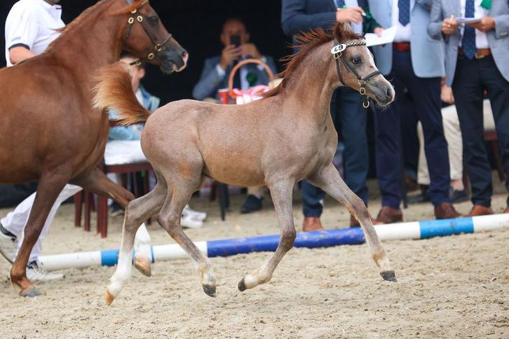 Welsh Sectie B (c pony) hengstveulen, Dieren en Toebehoren, Pony's, Hengst, Niet van toepassing, C pony (1.27m tot 1.37m), 0 tot 2 jaar