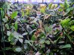 Tropische paludarium planten stekken, Ophalen, Nieuw, Terrarium of Paludarium